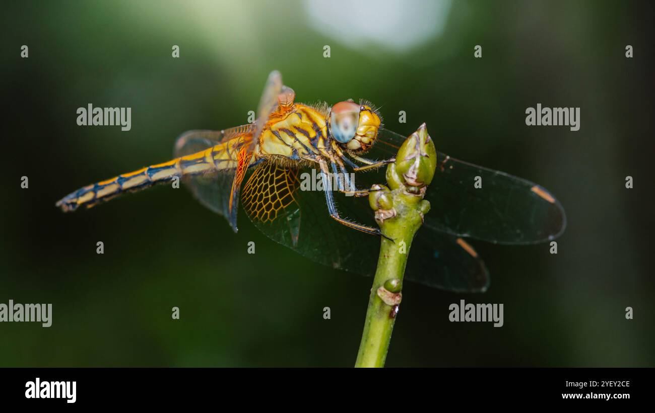 Primo piano di una libellula di halloween arroccata su un ramoscello con sfondo verde sfocato, macrofotografia e non generata dall'IA. Foto Stock
