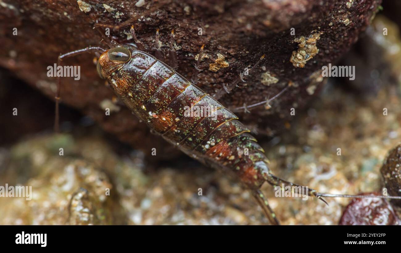 Primo piano di un Sea Roach che esplora la superficie rocciosa di una zona intertidale, mostrando il suo corpo segmentato e le delicate antenne, la macrofotografia e. Foto Stock