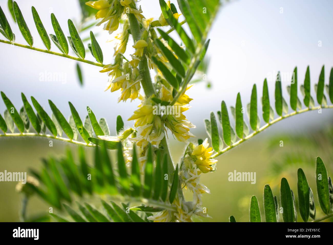 Primo piano di Astragalus. Chiamato anche vetch latte, capra-spina o vite-simile. Sfondo verde primavera. Pianta selvatica. Foto Stock