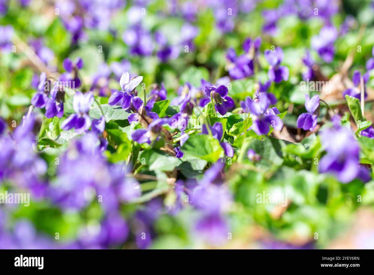 Fiori di primavera. Violetta fiori fioriscono nella foresta di primavera. Viola odorata Foto Stock
