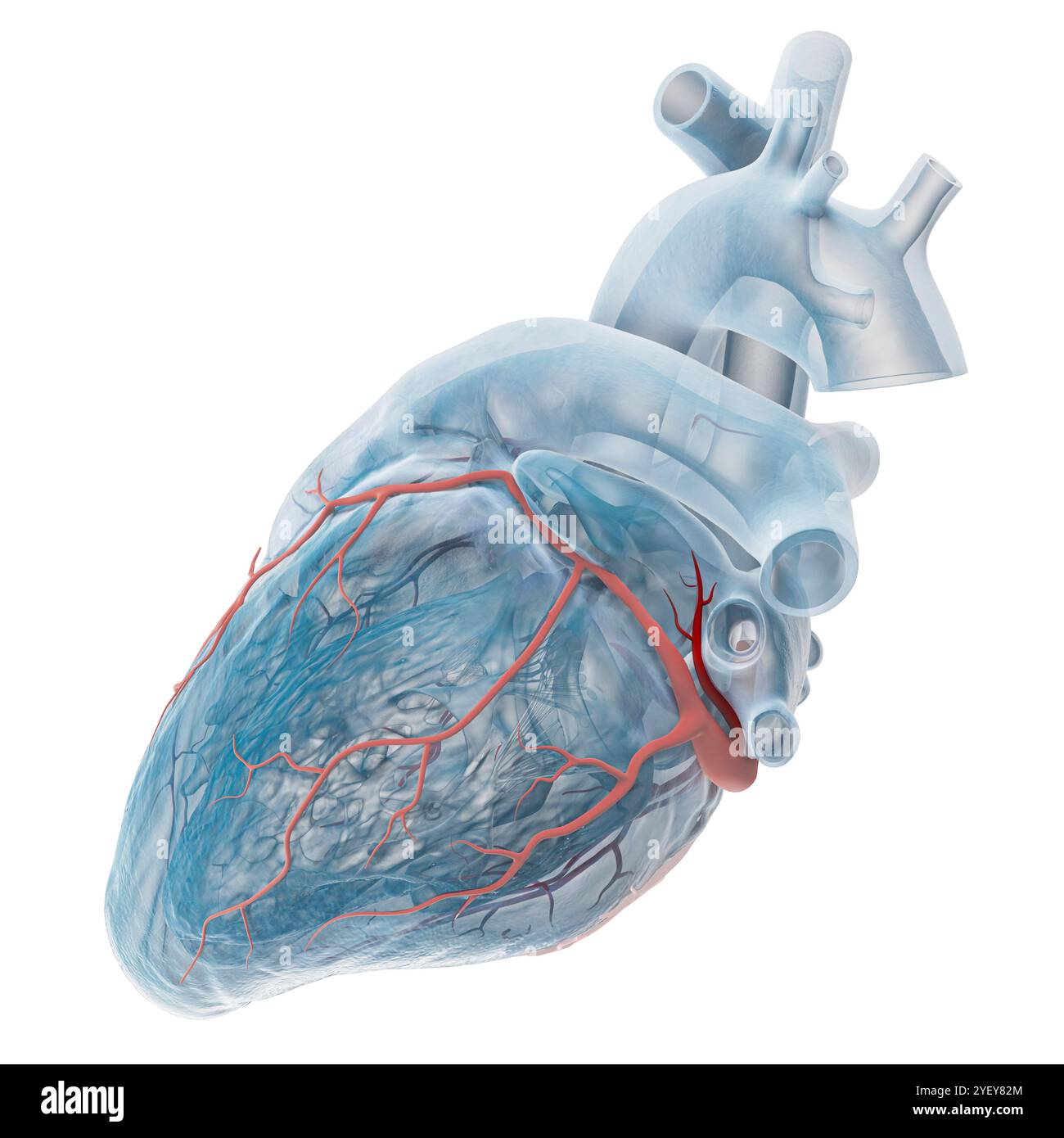 Illustrazione di vene coronarie con la vena di Marshall (rosso scuro) evidenziata. La grande vena cardiaca si vede scorrere attraverso il ventricolo sinistro (camera inferiore) del cuore. La vena di Marshall, nota anche come vena obliqua atriale sinistra, è un residuo embrionale della vena cava superiore. Si ritiene che sia una fonte di trigger di fibrillazione atriale (AF), una frequenza cardiaca irregolare e spesso anormalmente veloce. Per una versione etichettata di questa immagine, vedere F043/3533. Foto Stock