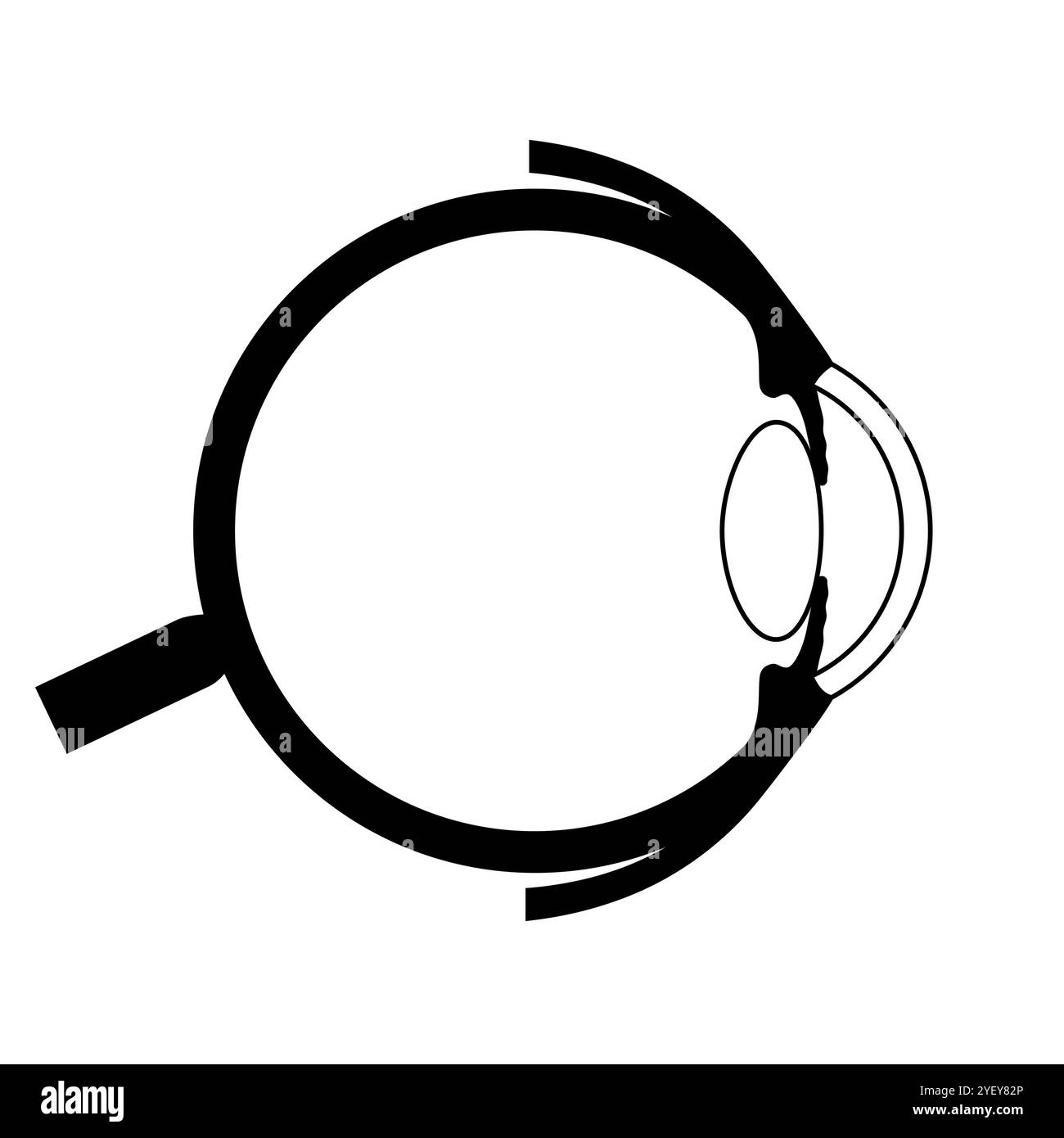 Illustrazione dell'anatomia dell'occhio. La struttura dell'occhio comprende tre strati diversi. Lo strato esterno, formato dalla sclera e dalla cornea. Lo strato intermedio, diviso in due parti: Anteriore (iride e corpo ciliare e muscoli extraoculari) e posteriore (coroide). Lo strato interno, o la parte sensoriale dell'occhio, la retina e il nervo ottico. Foto Stock