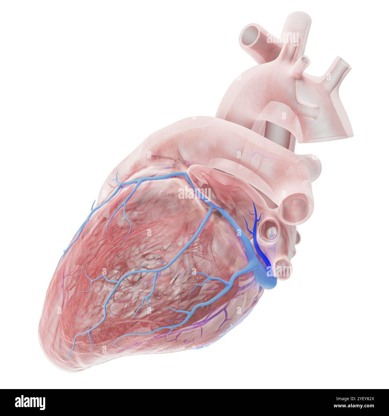 Illustrazione di vene coronarie con la vena di Marshall (blu scuro) evidenziata. La grande vena cardiaca si vede scorrere attraverso il ventricolo sinistro (camera inferiore) del cuore. La vena di Marshall, nota anche come vena obliqua atriale sinistra, è un residuo embrionale della vena cava superiore. Si ritiene che sia una fonte di trigger di fibrillazione atriale (AF), una frequenza cardiaca irregolare e spesso anormalmente veloce. Per una versione etichettata di questa immagine, vedere F043/3535. Foto Stock