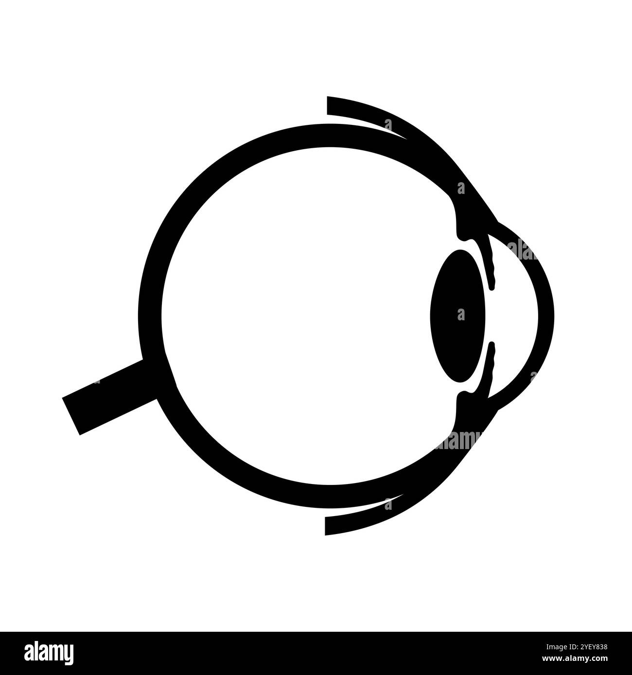 Illustrazione dell'anatomia dell'occhio. La struttura dell'occhio comprende tre strati diversi. Lo strato esterno, formato dalla sclera e dalla cornea. Lo strato intermedio, diviso in due parti: Anteriore (iride e corpo ciliare e muscoli extraoculari) e posteriore (coroide). Lo strato interno, o la parte sensoriale dell'occhio, la retina e il nervo ottico. Foto Stock