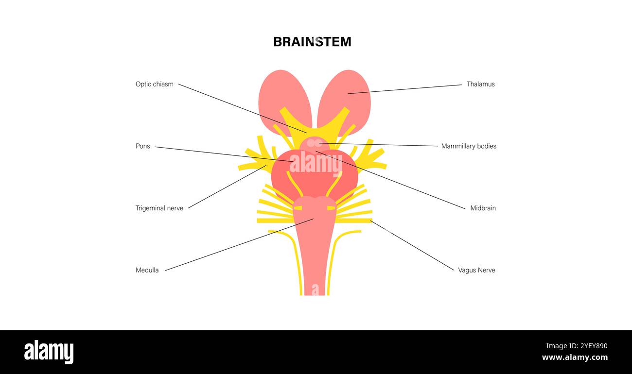 Illustrazione dell'anatomia dei nervi cranici. I nervi cranici sono un insieme di 12 nervi accoppiati che nascono direttamente dal cervello. I primi due nervi (olfattivi e ottici) sorgono dal cervello, mentre i restanti dieci emergono dal tronco cerebrale. I nomi dei nervi cranici si riferiscono alla loro funzione e sono numericamente identificati in numeri romani. Foto Stock