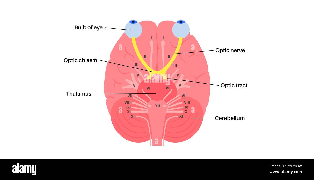 Immagine dell'anatomia del nervo ottico. I nervi ottici inviano messaggi visivi da occhio a cervello. Foto Stock