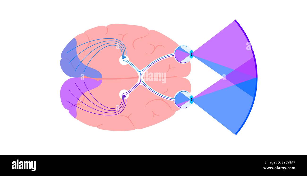 Immagine dell'anatomia del nervo ottico. I nervi ottici inviano messaggi visivi da occhio a cervello. Foto Stock