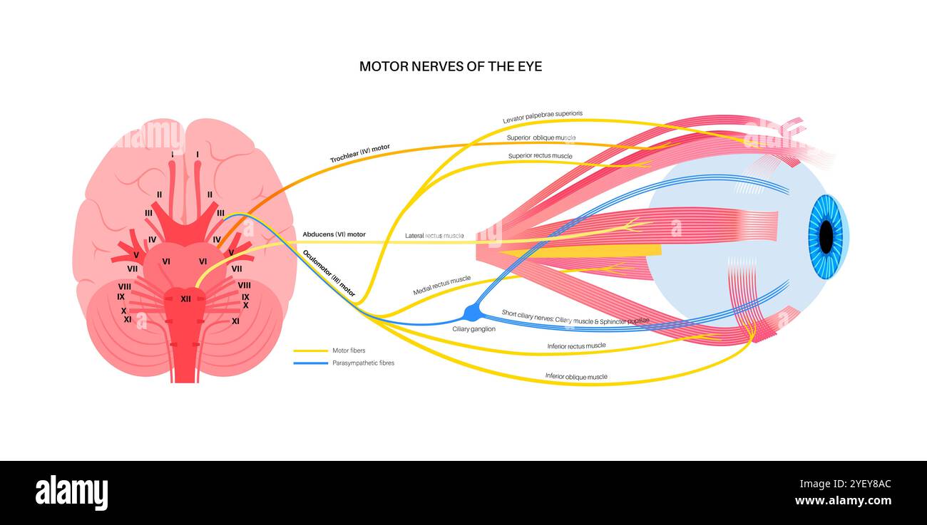 Illustrazione dei nervi motori dell'occhio, compresi i nervi abducenti, trocleari e oculomotori nel cervello umano. Questi nervi innervano le strutture motorie, sensoriali e autonomiche negli occhi. Foto Stock