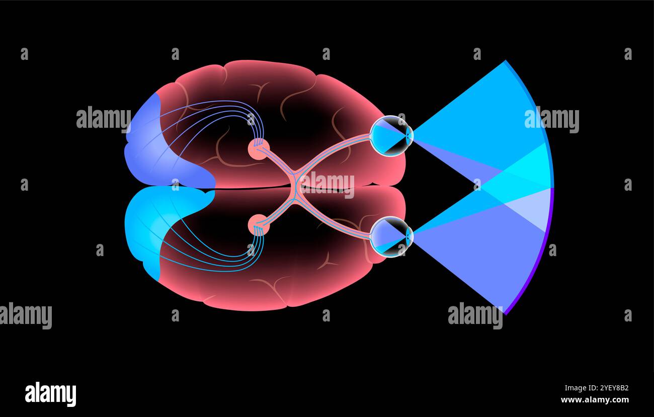 Immagine dell'anatomia del nervo ottico. I nervi ottici inviano messaggi visivi da occhio a cervello. Foto Stock