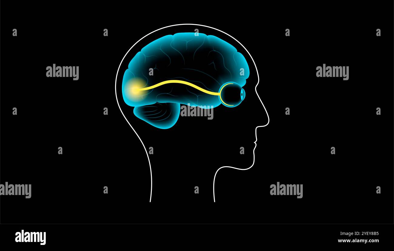Immagine dell'anatomia del nervo ottico. I nervi ottici inviano messaggi visivi da occhio a cervello. Foto Stock