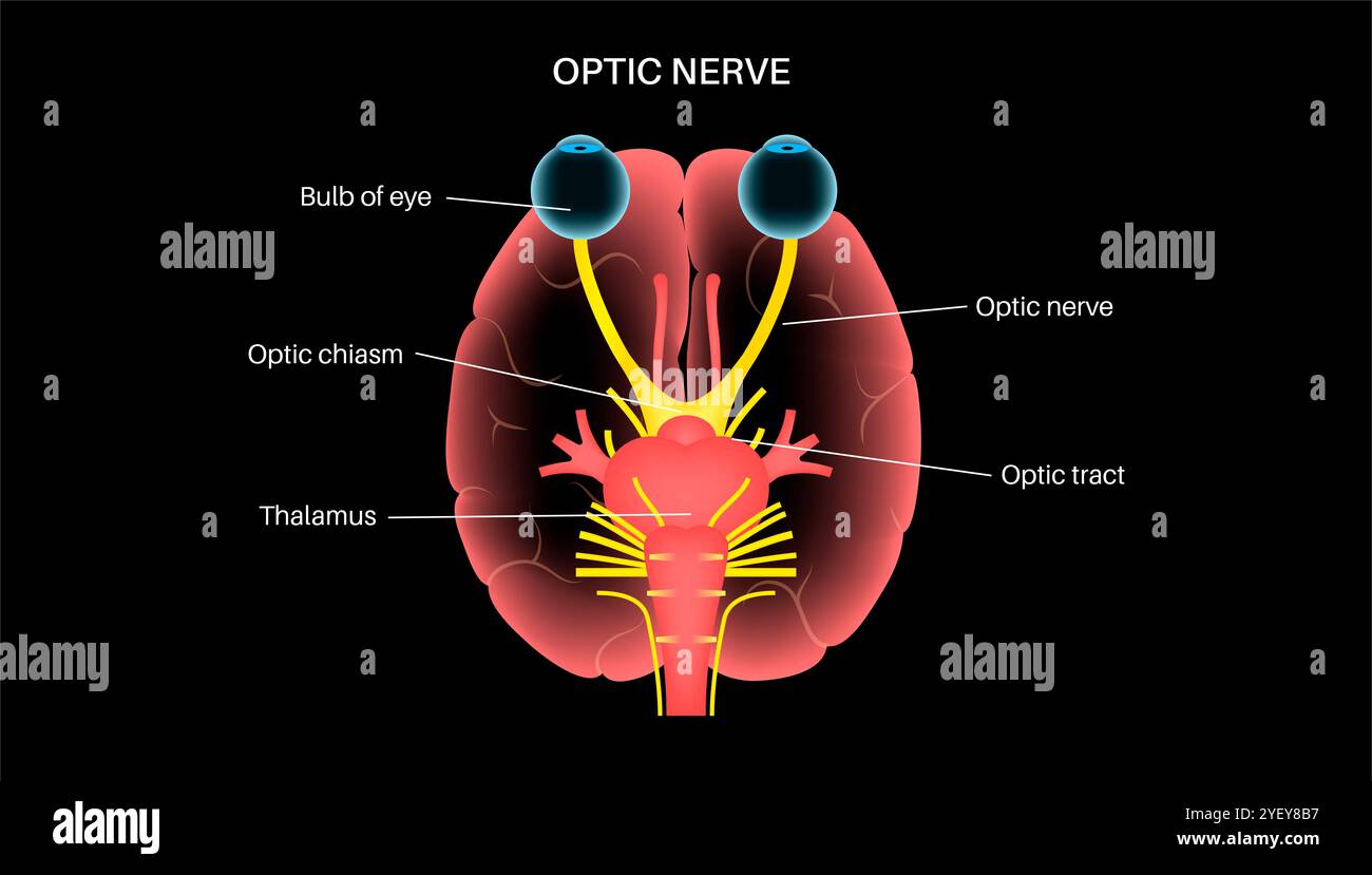 Immagine dell'anatomia del nervo ottico. I nervi ottici inviano messaggi visivi da occhio a cervello. Foto Stock