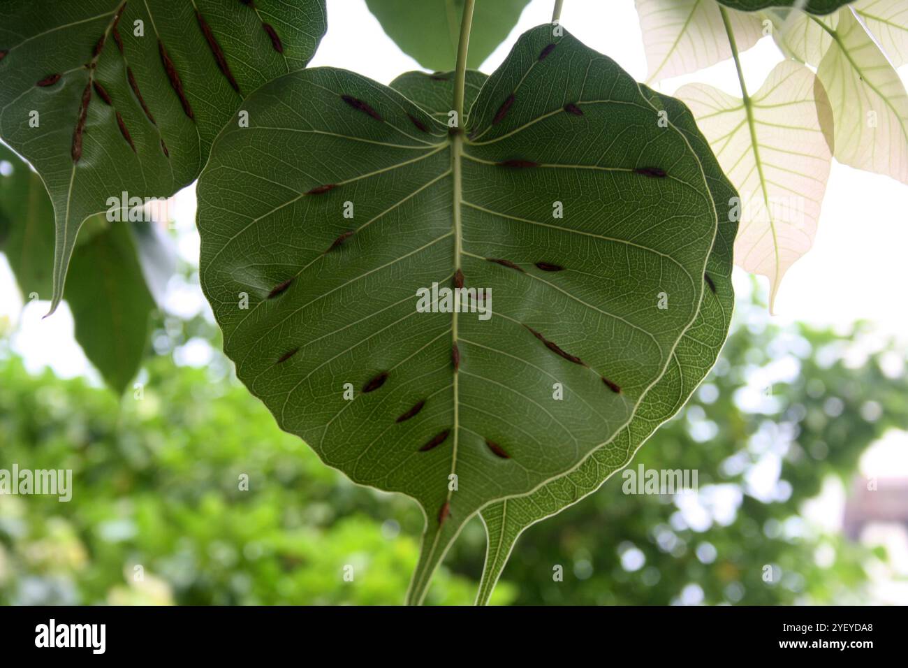 Foglie verdi/foglie di fico sacro (Ficus religiosa) infette da malattia delle vene legnose. Foto Stock