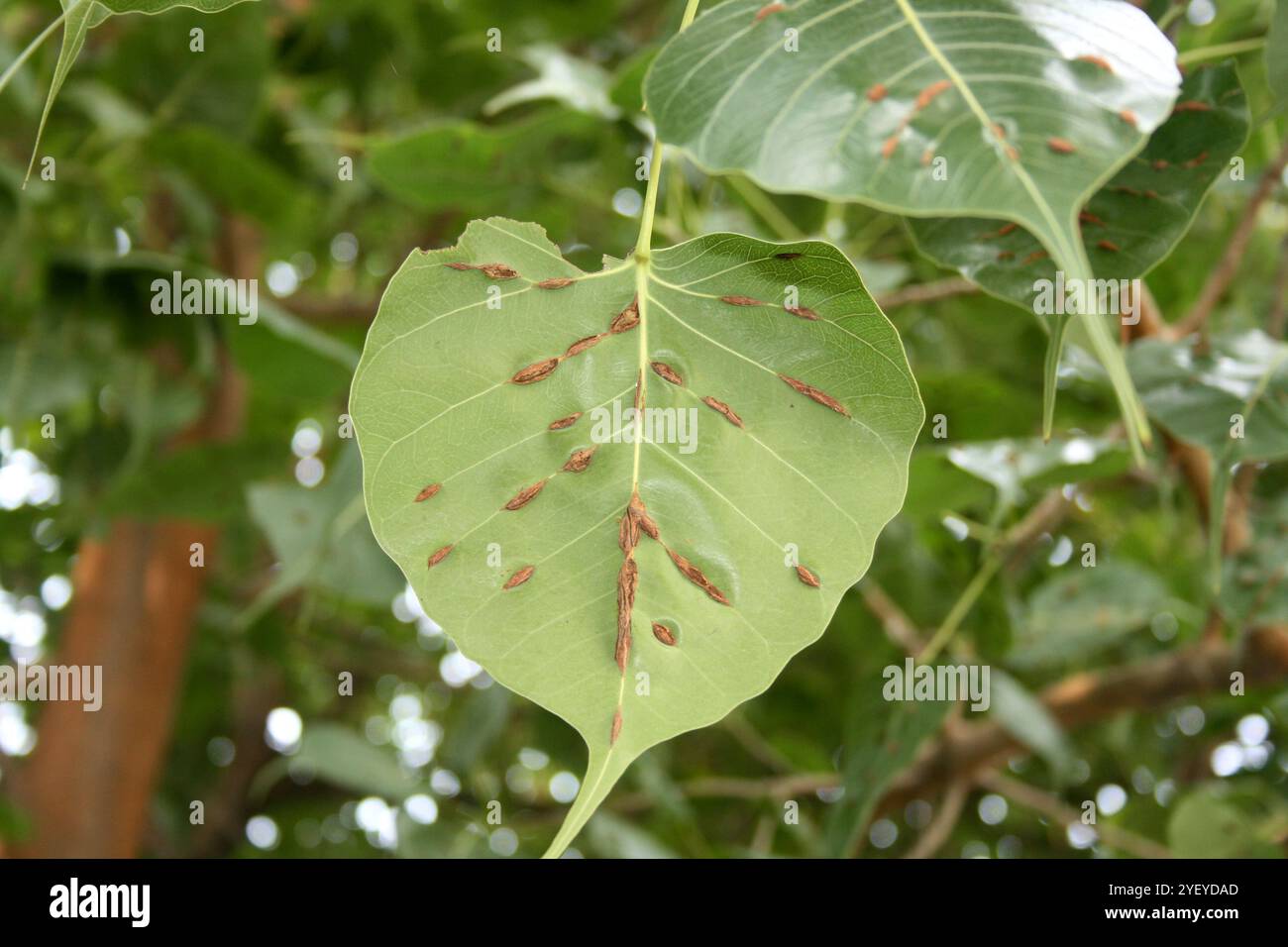 Foglie verdi/foglie di fico sacro (Ficus religiosa) infette da malattia delle vene legnose. Foto Stock