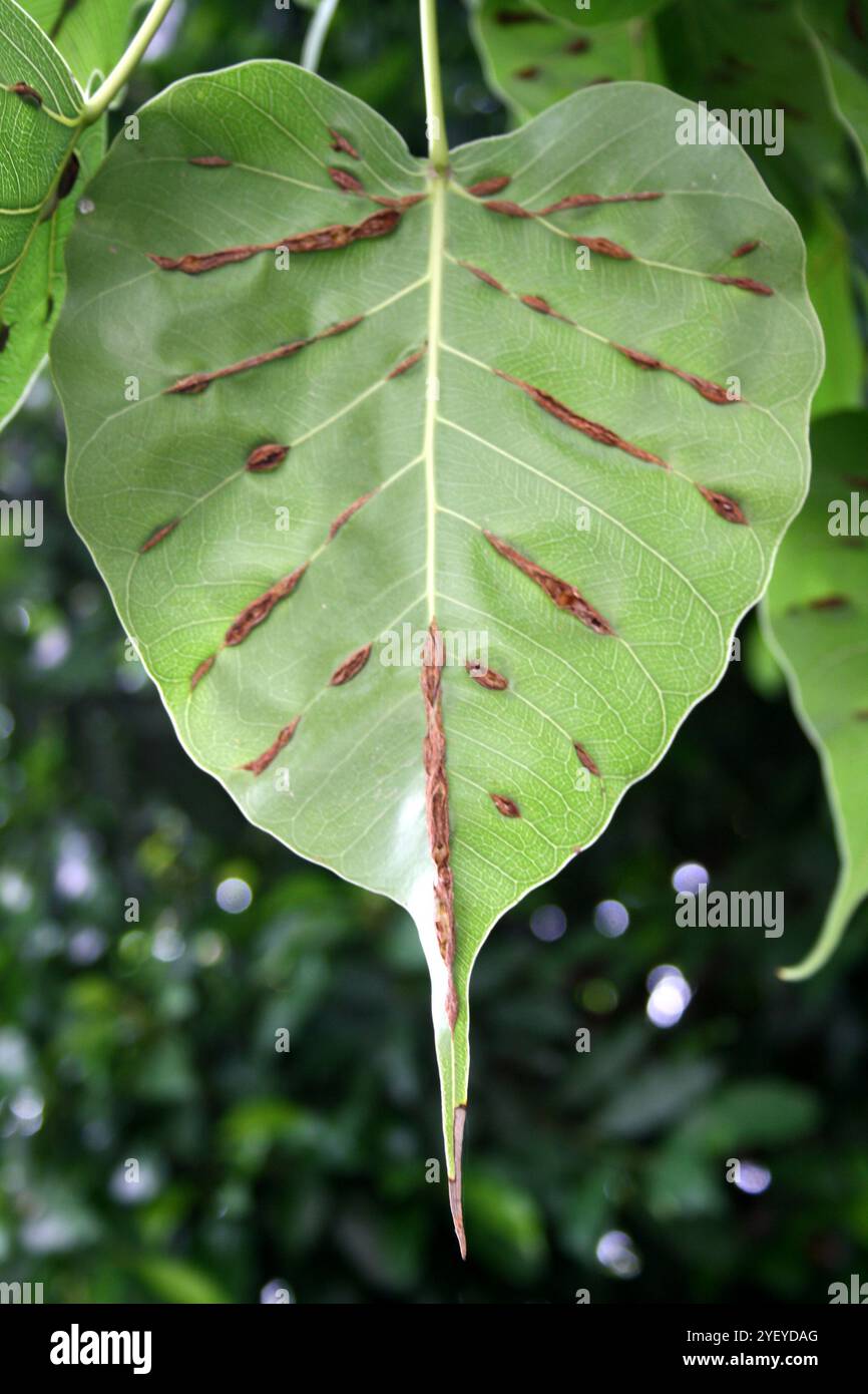 Foglie verdi/foglie di fico sacro (Ficus religiosa) infette da malattia delle vene legnose. Foto Stock