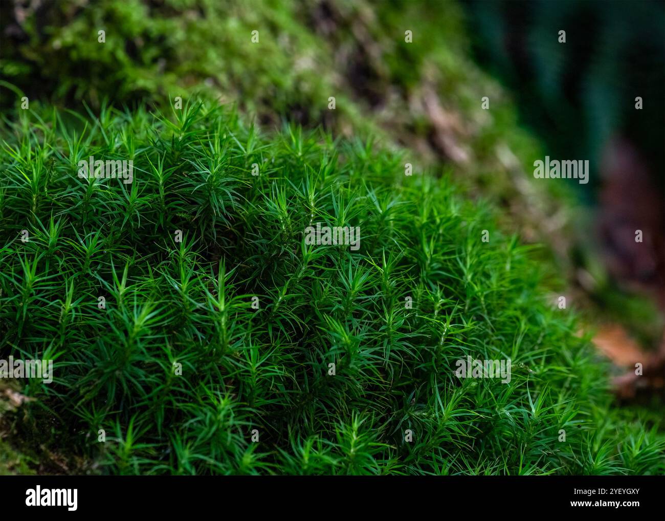 primo piano di lussureggianti muschi verdi che coprono il pavimento della foresta, mostrando texture raffinate e ricchi dettagli. Le foglie morbide e appuntite creano un aspetto denso e simile a un tappeto Foto Stock