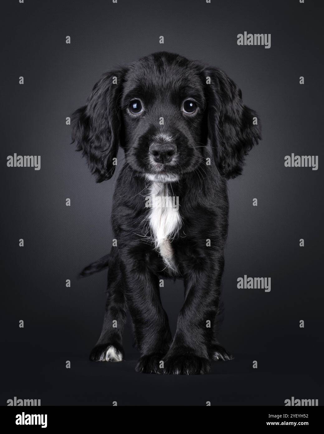 Un simpatico cucciolo di cane spaniel, in piedi rivolto verso la parte anteriore. Guarda direttamente alla fotocamera con un'espressione super dolce. Isolato su una schiena nera Foto Stock