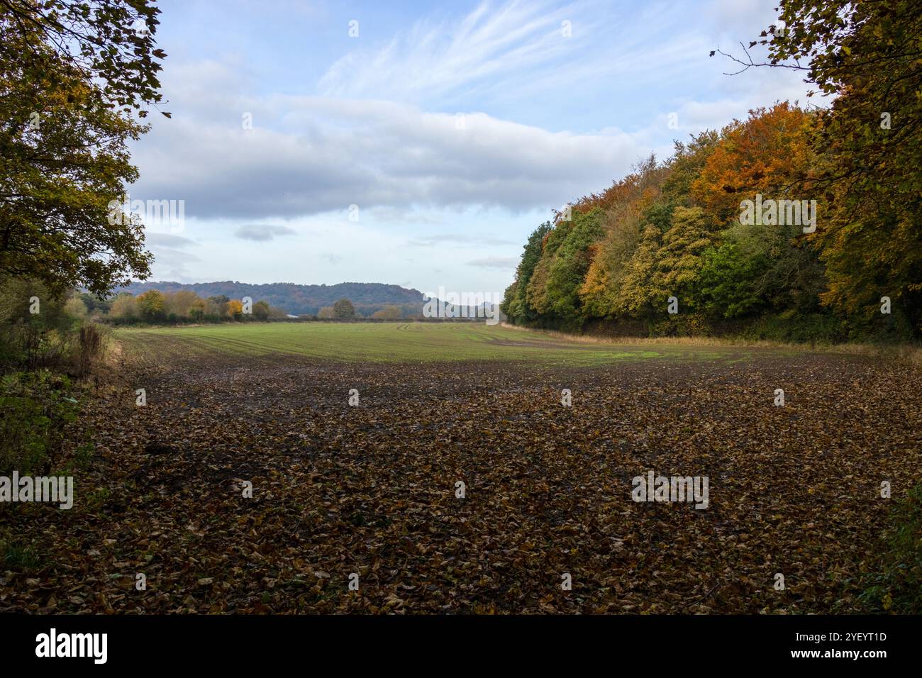 Shincliffe Woods in autunno Foto Stock