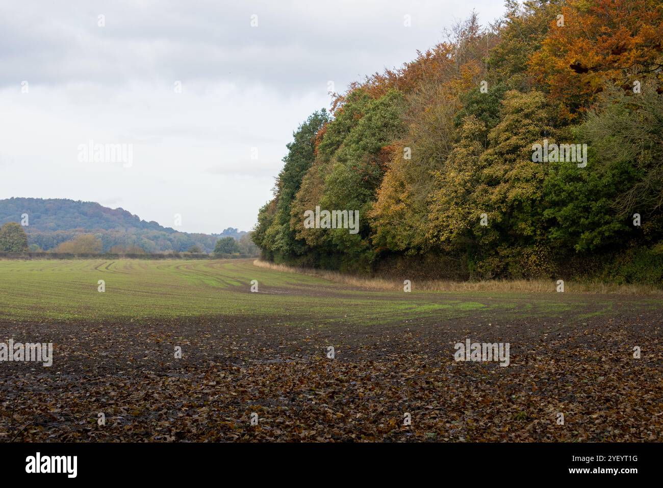 Shincliffe Woods in autunno Foto Stock