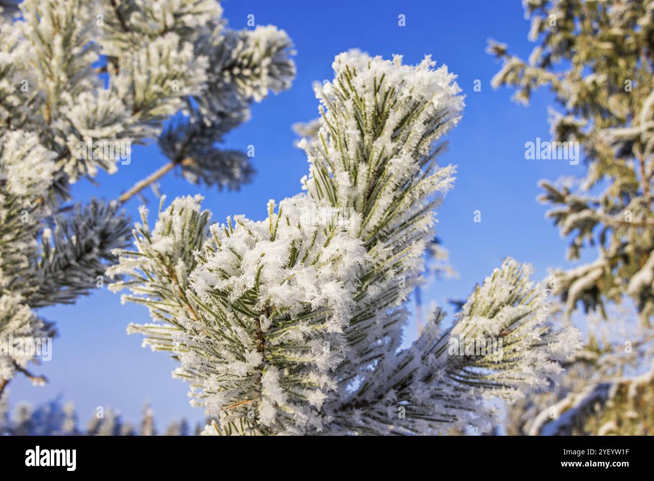 Primo piano sui rami di pino ghiacciato con aghi verdi una fredda e soleggiata giornata invernale Foto Stock