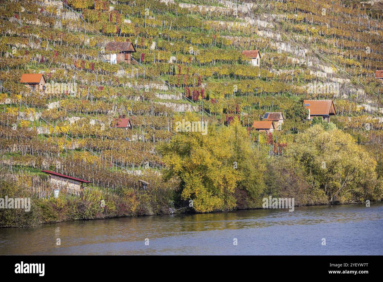 Ripidi vigneti con cottage di vigneti in autunno, paesaggio sulle rive del Neckar tra Muehlhausen e Hofen. Stoccarda, Baden-Wuerttemberg, G. Foto Stock