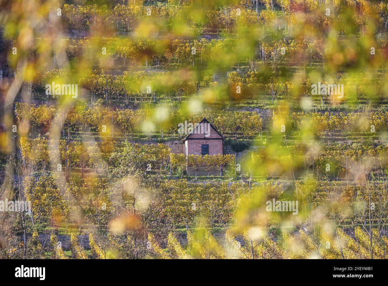 Ripidi vigneti con cottage di vigneti in autunno, paesaggio sulle rive del Neckar tra Muehlhausen e Hofen. Stoccarda, Baden-Wuerttemberg, G. Foto Stock