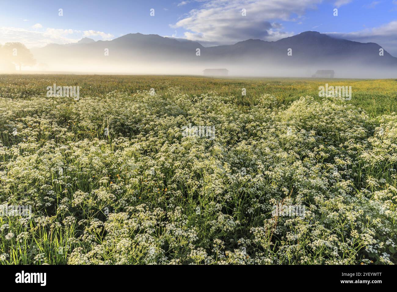 Prato floreale, nebbia, luce del mattino, montagne, atmosfera, Spring, Loisach-Lake Kochel-Moor, Prealpi alpini, Baviera, Germania, Europa Foto Stock