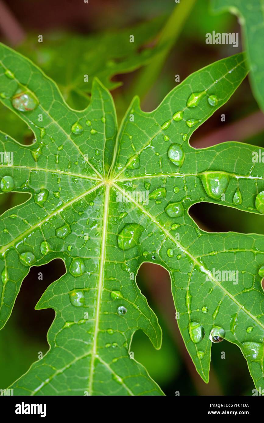 Primo piano della foglia di papaya ( carica papaya ) - Kampala Uganda Foto Stock