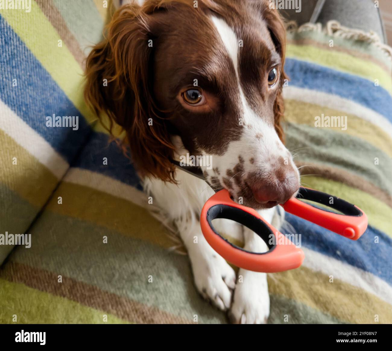 Springer Spaniel con un paio di forbici in bocca - Immagine stock catturata con smartphone