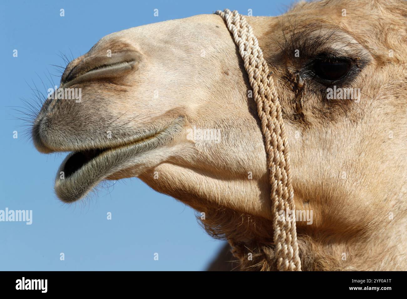 Allevamento di cammelli nel deserto di Abu Dhabi. Emirati Arabi Uniti. Foto Stock