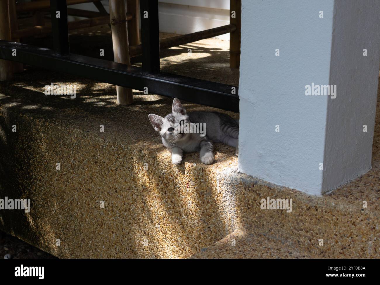 Un simpatico gattino grigio si rilassa in un punto ombreggiato, adagiato su un gradino di cemento testurizzato con la luce del sole che proietta ombre intorno. L'atmosfera giocosa e natura Foto Stock