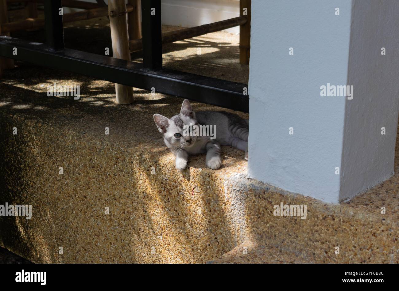 Un simpatico gattino grigio si rilassa in un punto ombreggiato, adagiato su un gradino di cemento testurizzato con la luce del sole che proietta ombre intorno. L'atmosfera giocosa e natura Foto Stock