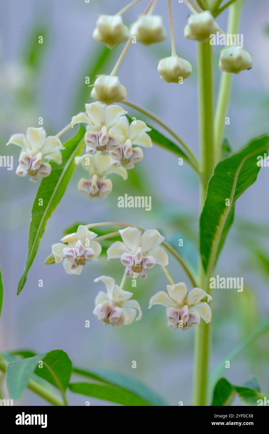 Immagine verticale delle piccole e delicate fioriture della pianta di cottonbush del pallone, Gomphocarpus physocarpus. Foto Stock