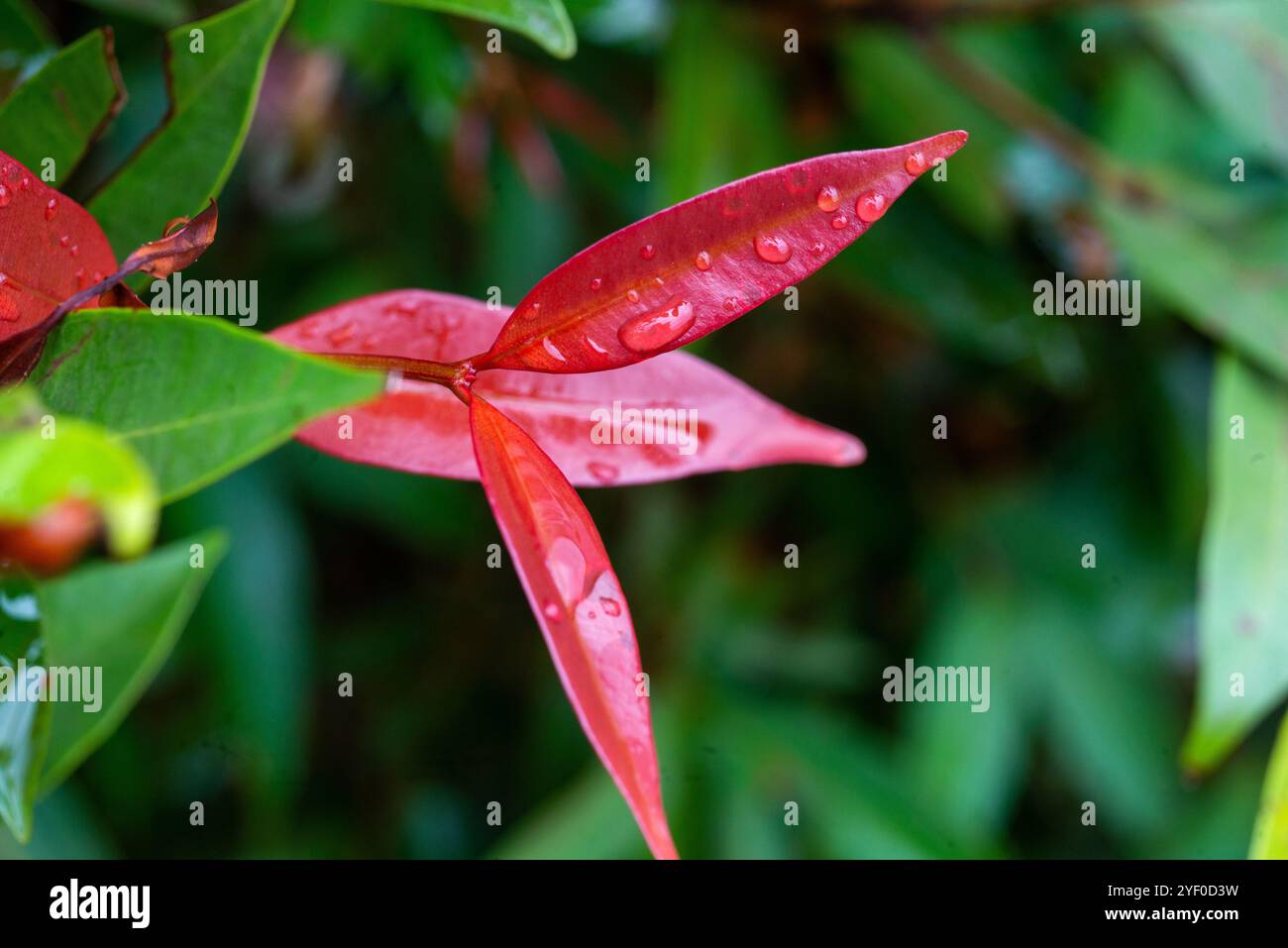 Foglie di labbro rosso giovane ( Syzygium myrtifolium ) - Kampala Uganda Foto Stock