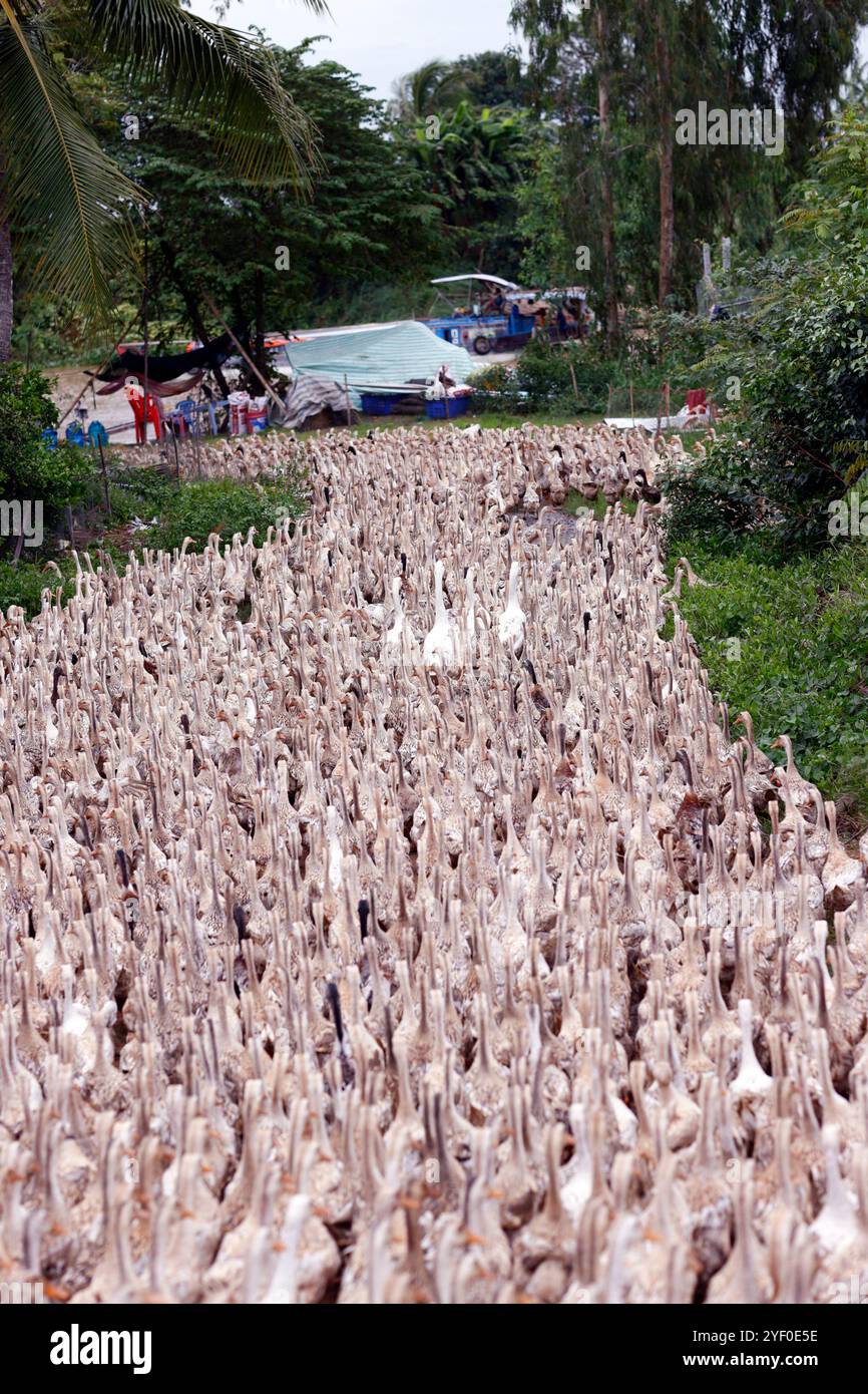 Molte anatre in vietnam, concetto di azienda agricola industriale. Foto Stock