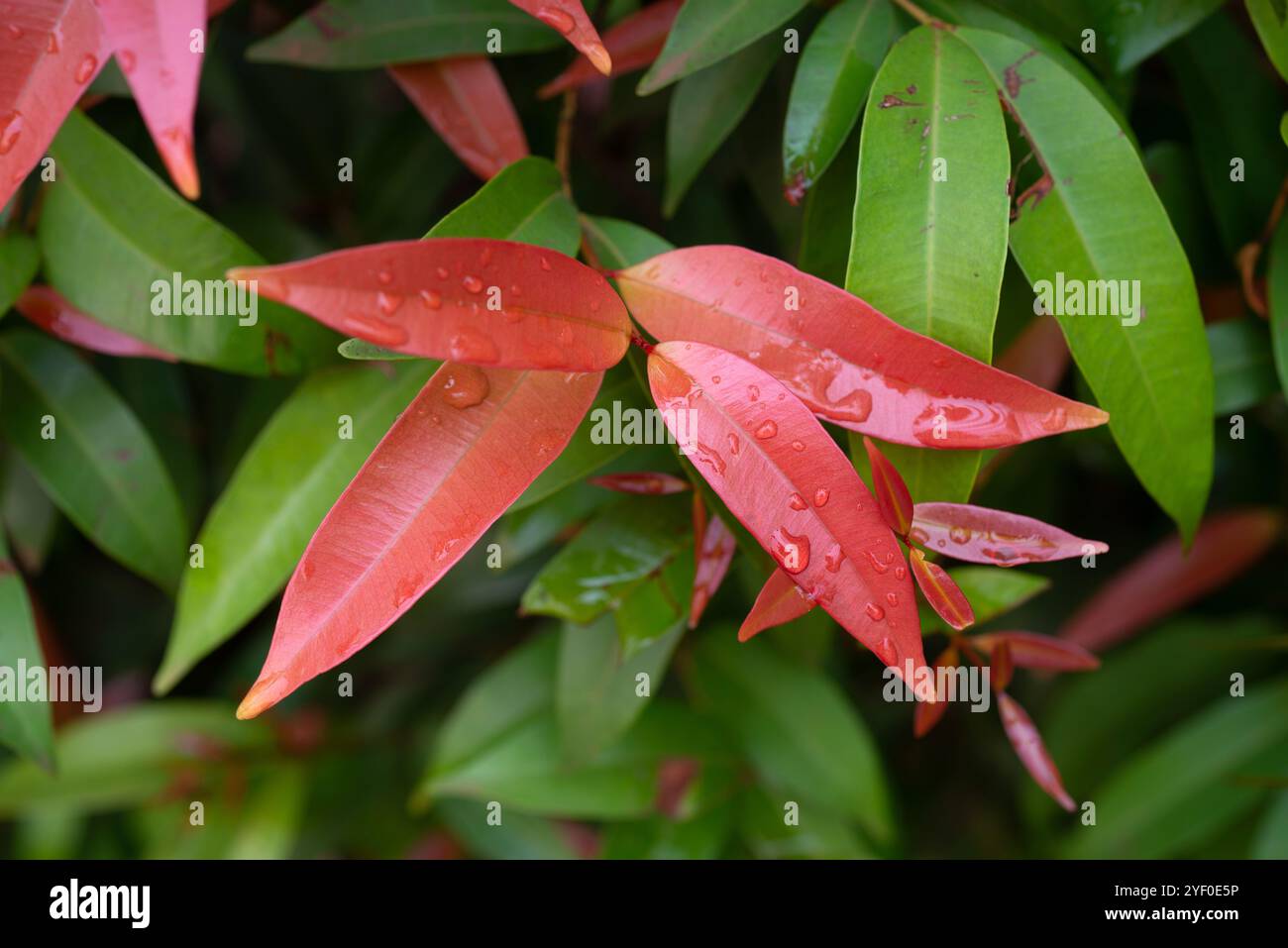 Foglie di labbro rosso giovane ( Syzygium myrtifolium ) - Kampala Uganda Foto Stock