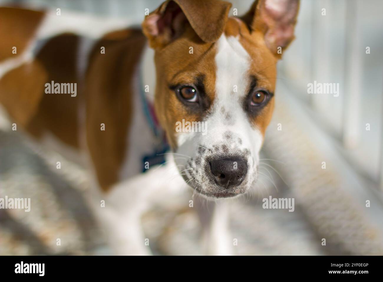Simpatico cane da pazzo marrone e bianco con orecchie floppy che sembrano timide. Messa a fuoco selettiva. Foto Stock