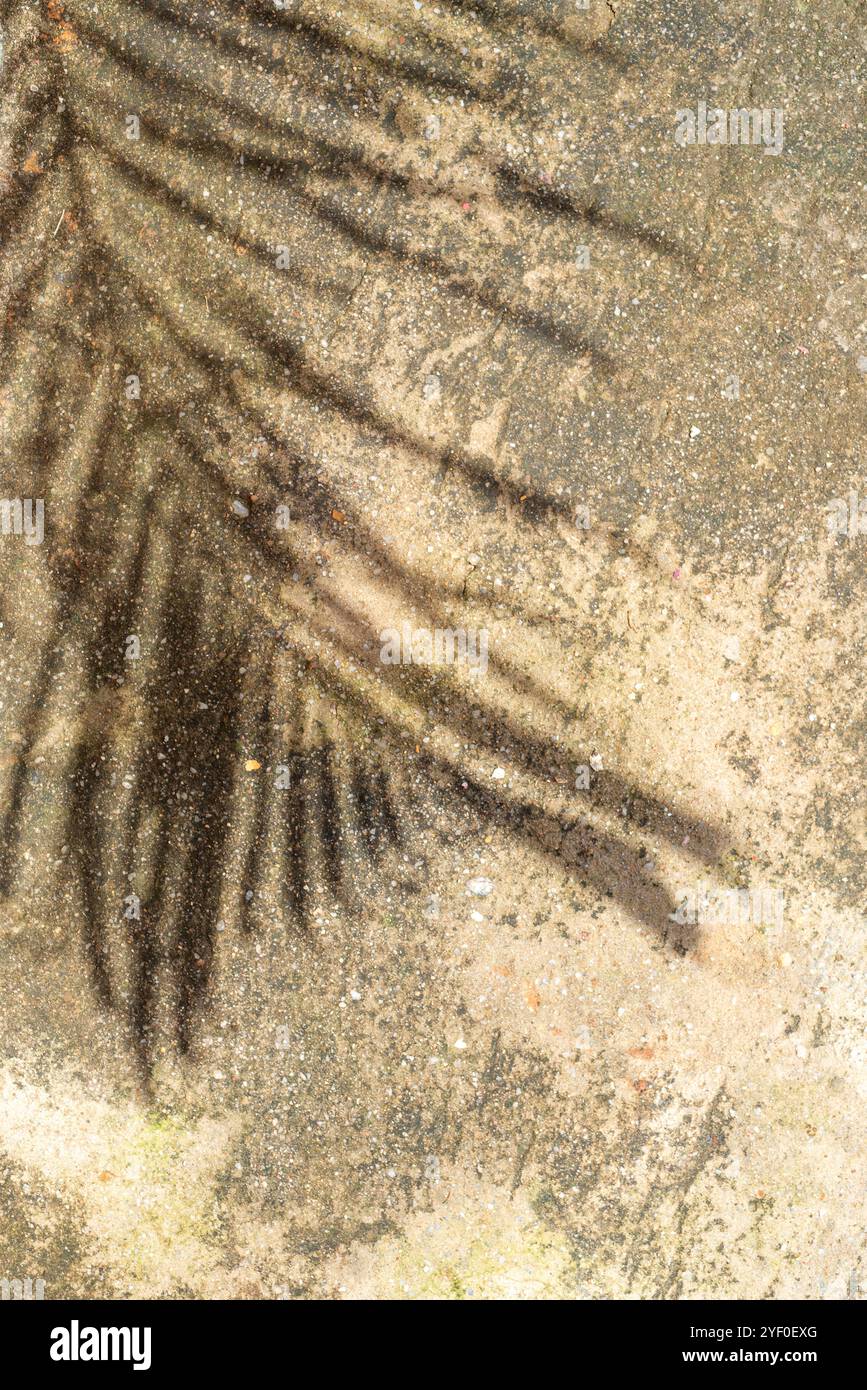 Palm lascia l'ombra - Kampala Uganda Foto Stock