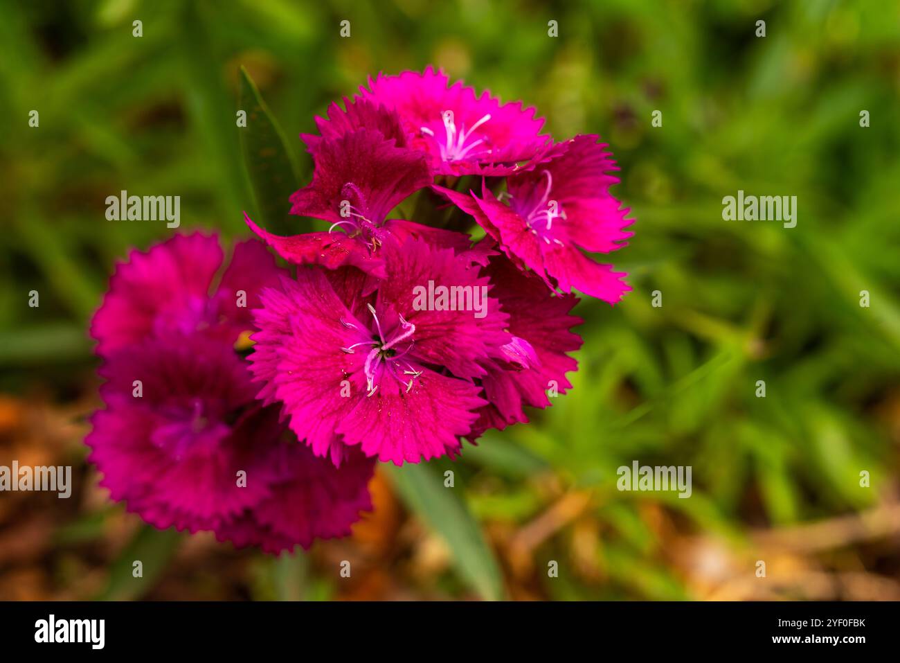 Fiore rosa giapponese ( Dianthus chinensis ) Kampala Uganda Foto Stock