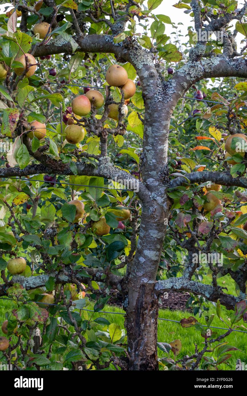 Espalier ha addestrato la mela "Rosemary Russet" Foto Stock