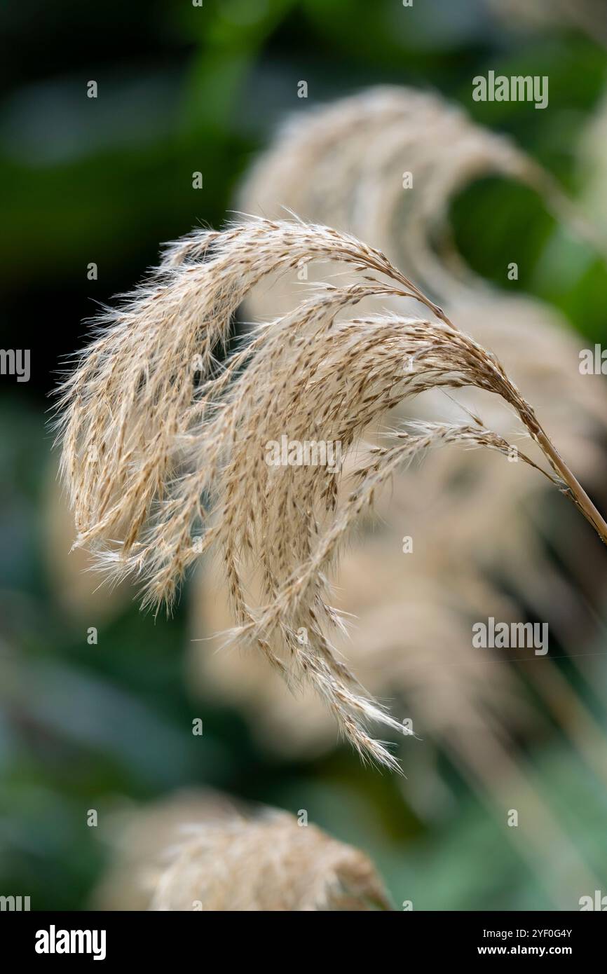 Testa di semina di Miscanthus sinensis "Zebrinus" Foto Stock