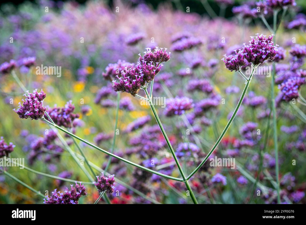 Verbena bonariensis Foto Stock