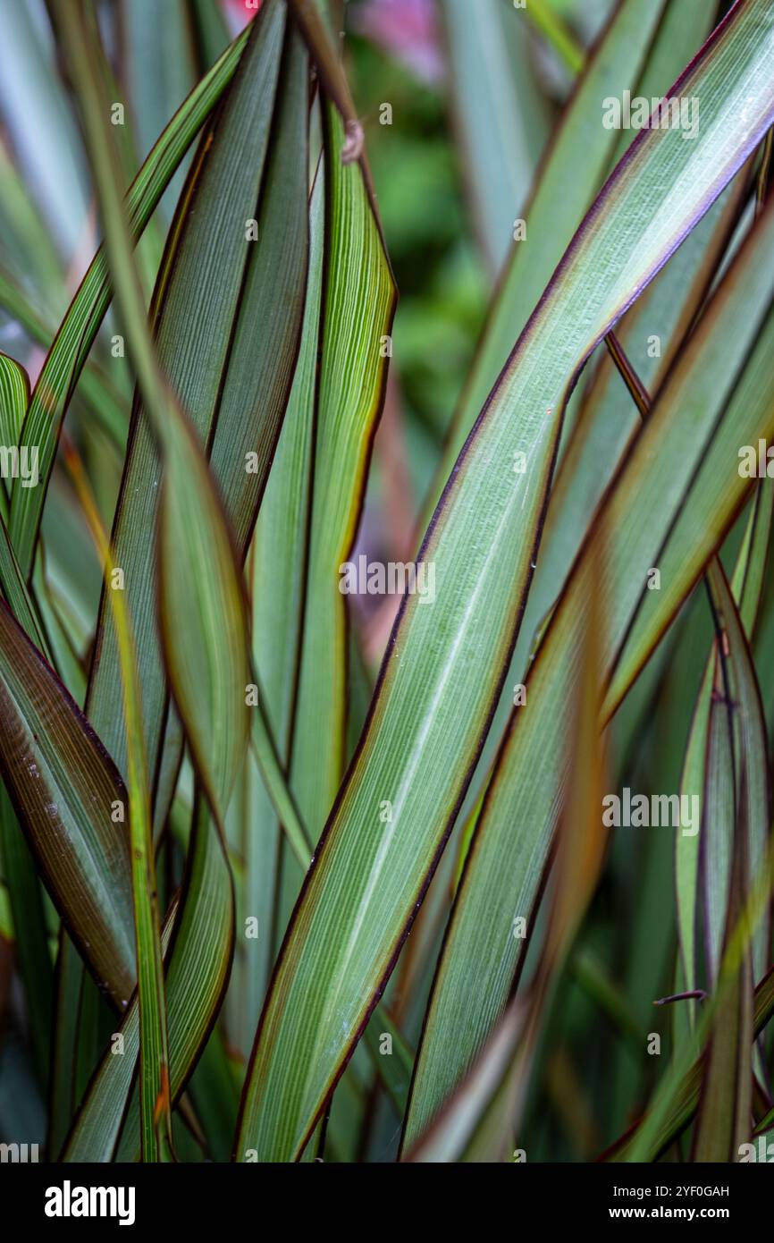 Phormium 'Surfer' Foto Stock