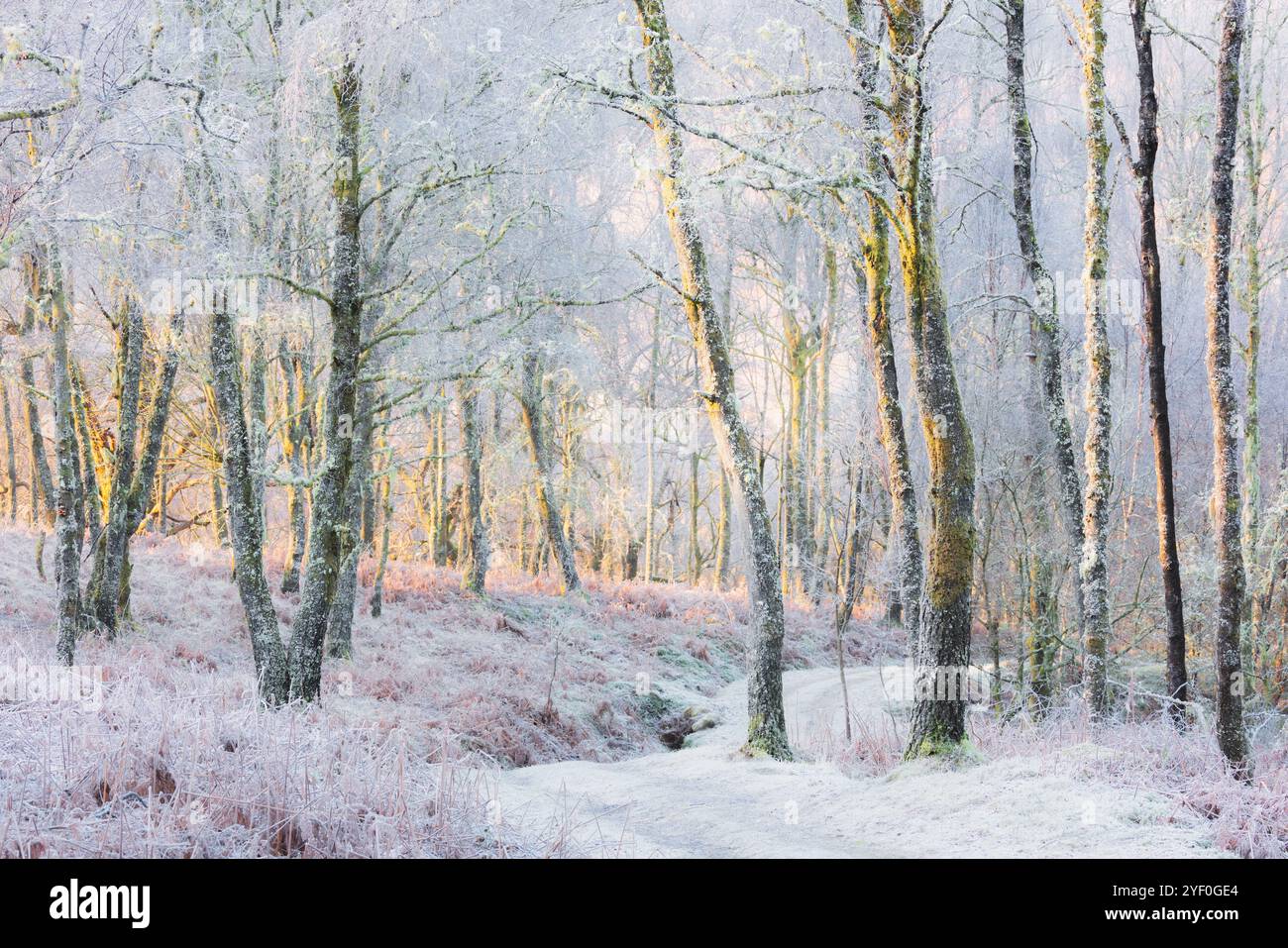 Una fredda mattina invernale nel Little Druim Wood, dove la luce del sole filtra tra tra gli alberi ricoperti di rangilla, creando un bosco incantevole e tranquillo Foto Stock