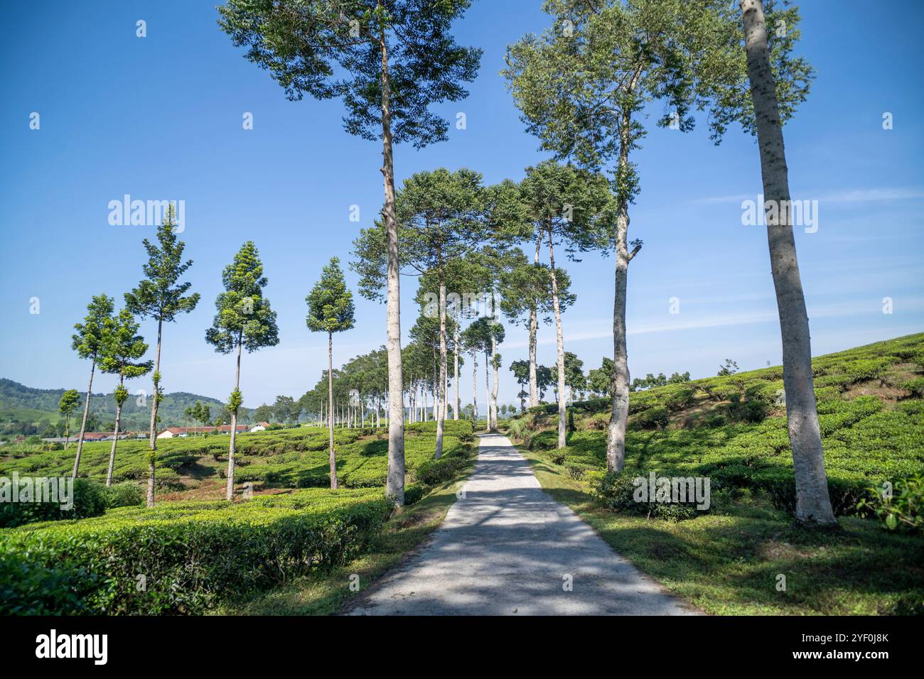 strada di cemento nel mezzo di una piantagione di tè Foto Stock