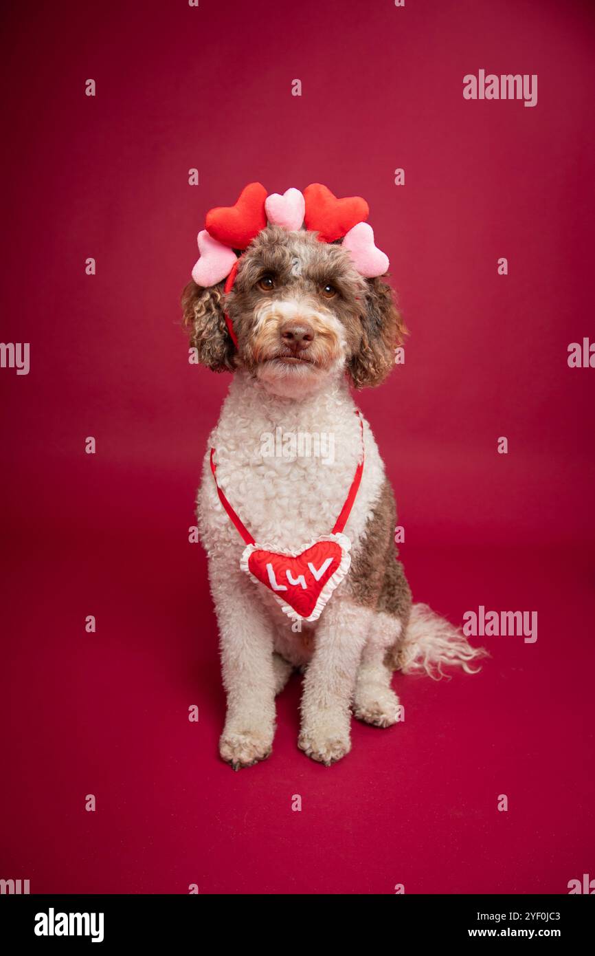 Ritratto di un bernedoodle che indossa un cerchietto con cuori e un cuore LUV intorno al collo Foto Stock