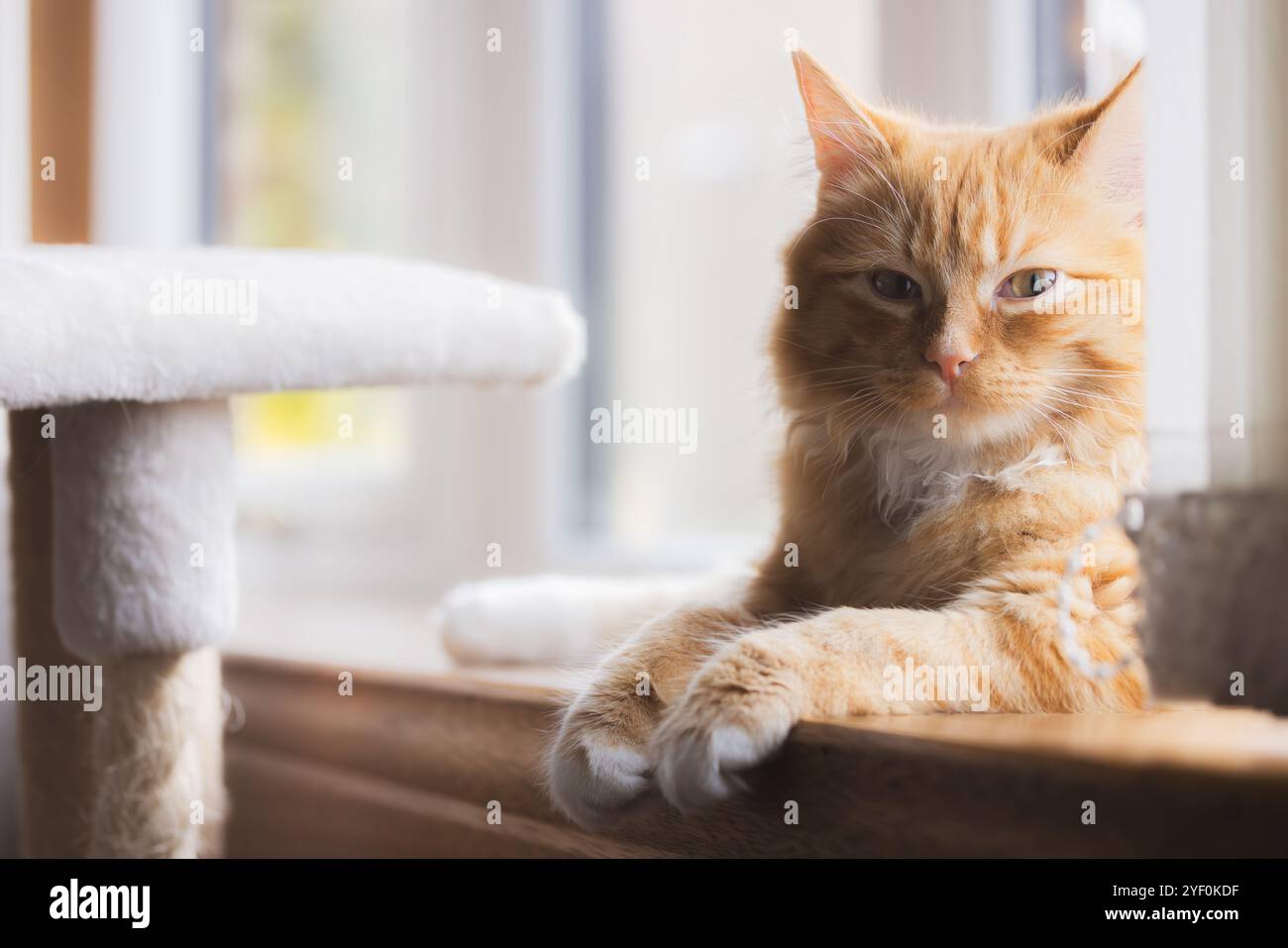 Un soffice gatto zenzero si trova accanto a una finestra illuminata dal sole, guardando con calma con un'espressione morbida e attenta, godendo di un intimo momento interno. Foto Stock