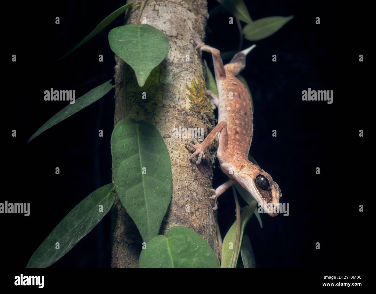 Primo piano di un geco di camaleonte selvatico (Carphodactylus laevis) su un ramo coperto di vite di notte, Australia Foto Stock
