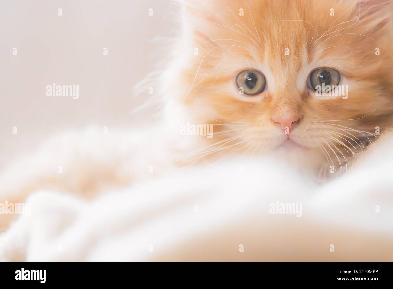 Un ritratto ravvicinato di un adorabile gattino di due mesi di zenzero (felis catus) con pelliccia soffice e occhi larghi, catturandone l'innocenza e la dolcezza. Foto Stock