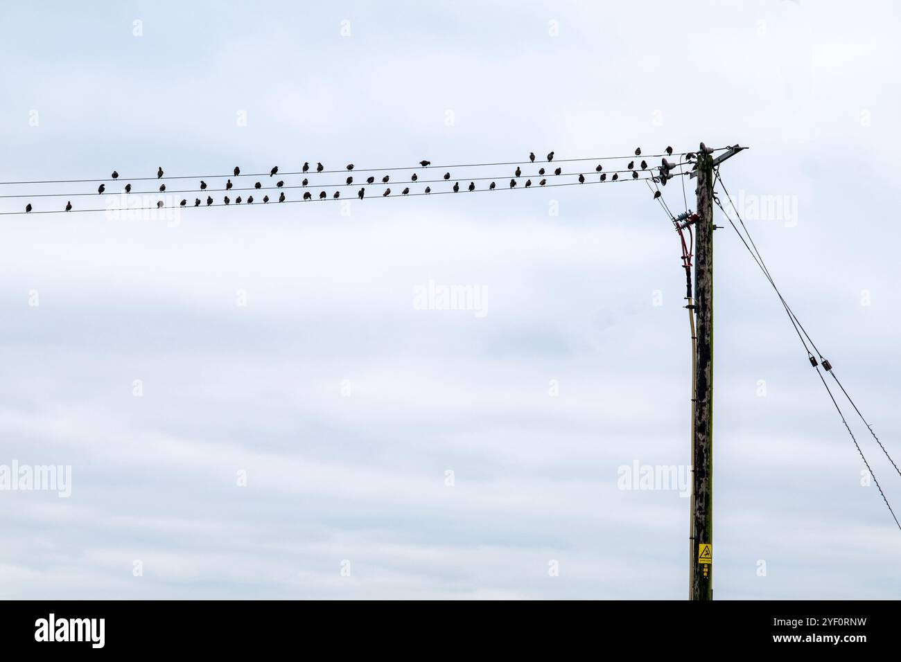 Storni su linee elettriche con palo Foto Stock