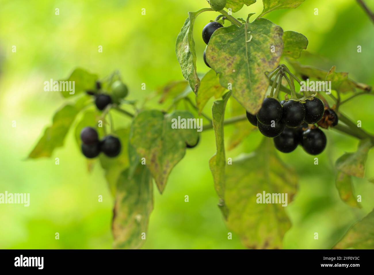 L'erba velenosa nera (Solanum nigrum). Frutta a forma di palla, maturata su lussureggianti racemi. Arbusti neri e foglie larghe. Foto Stock